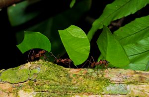 There are 3 leaf cutter ants on a branch, each of them carrying a leaf. The are working together and bringing the leafs back to their ant colony.